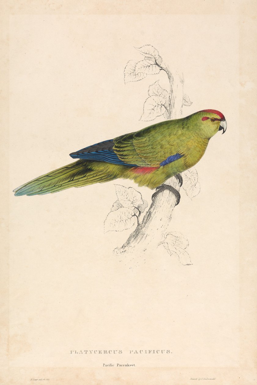 Platycercus Pacificus / Tyynenmeren papukaija (kuva 26) tekijältä Edward Lear