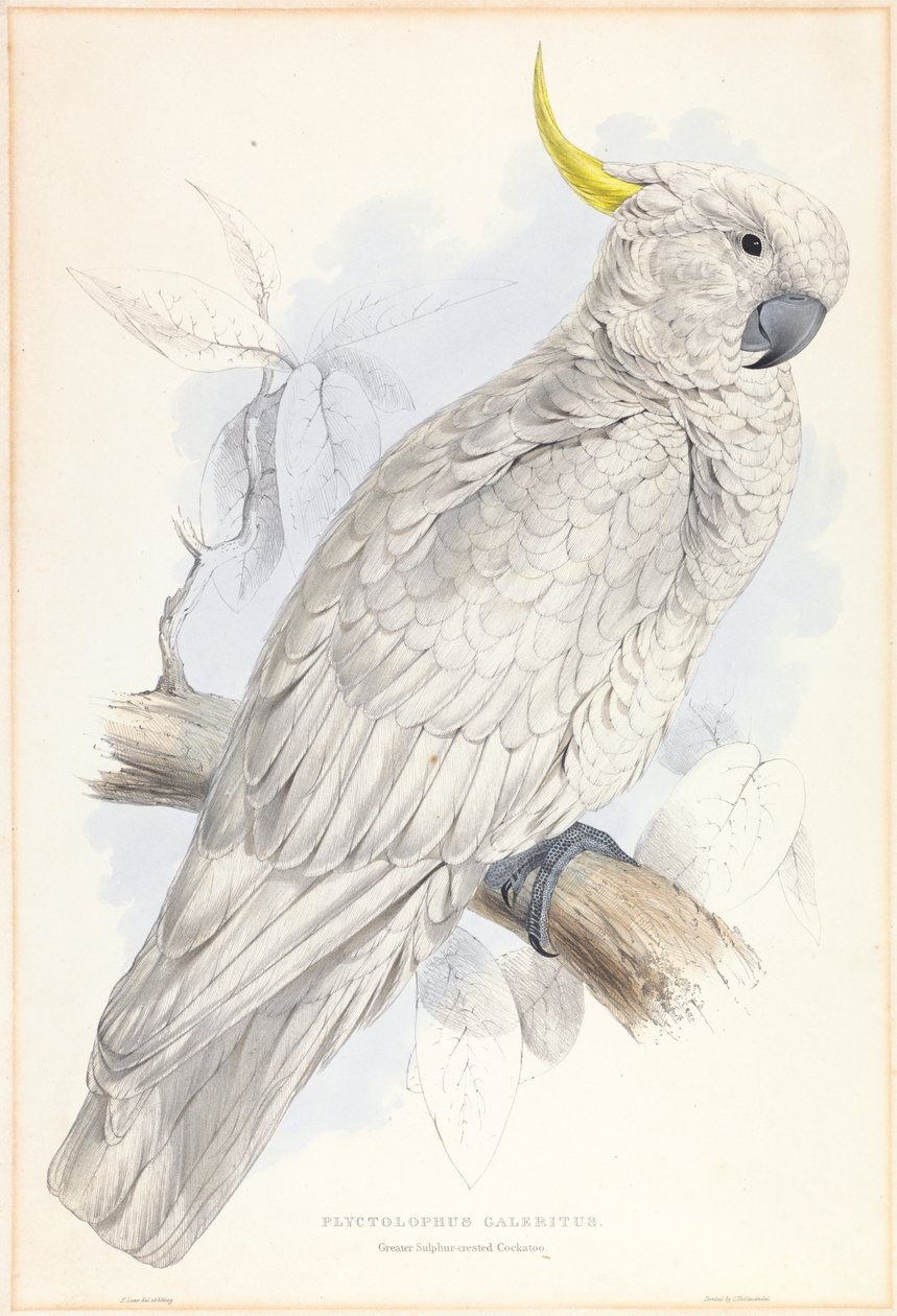 Plyctolophus Galeritus. Rikkiharjakakadu. tekijältä Edward Lear