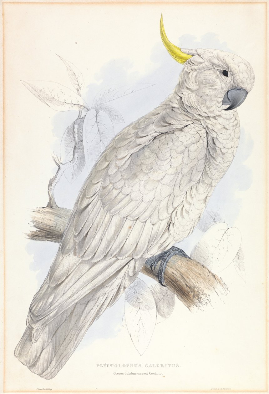 Plyctolophus Galeritus. Rikkihuippukakadu. tekijältä Edward Lear