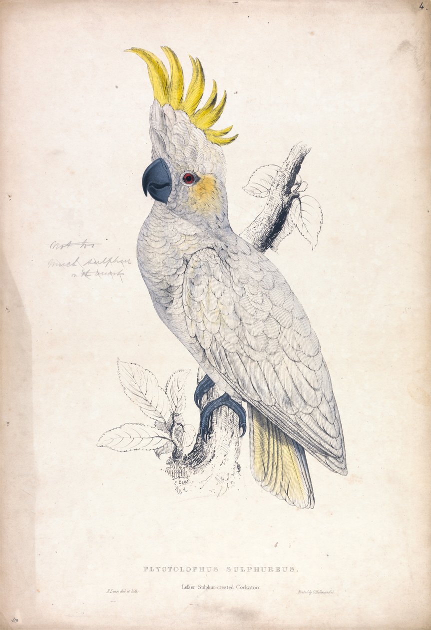 Plyctolophus sulphureus / Pikkurikkikakadu (kuva 4) tekijältä Edward Lear