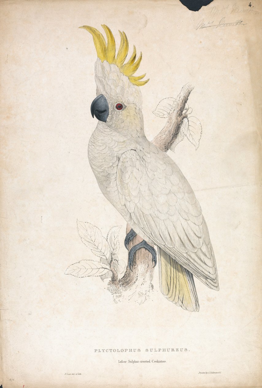 Plyctophus sulphureus / Pikkurikkikakadu (kuva 4) tekijältä Edward Lear
