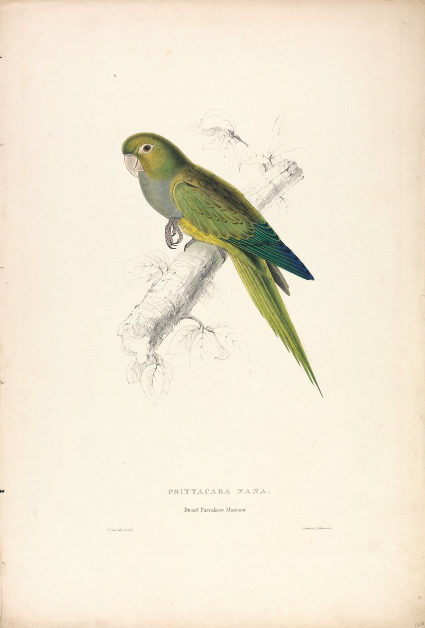 Psittacara Naria / kääpiöpapukaija (kuva 12) tekijältä Edward Lear