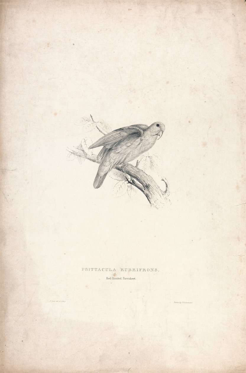 Psittacula rubrifrons / punaotsapapukaija (kuva 41) tekijältä Edward Lear