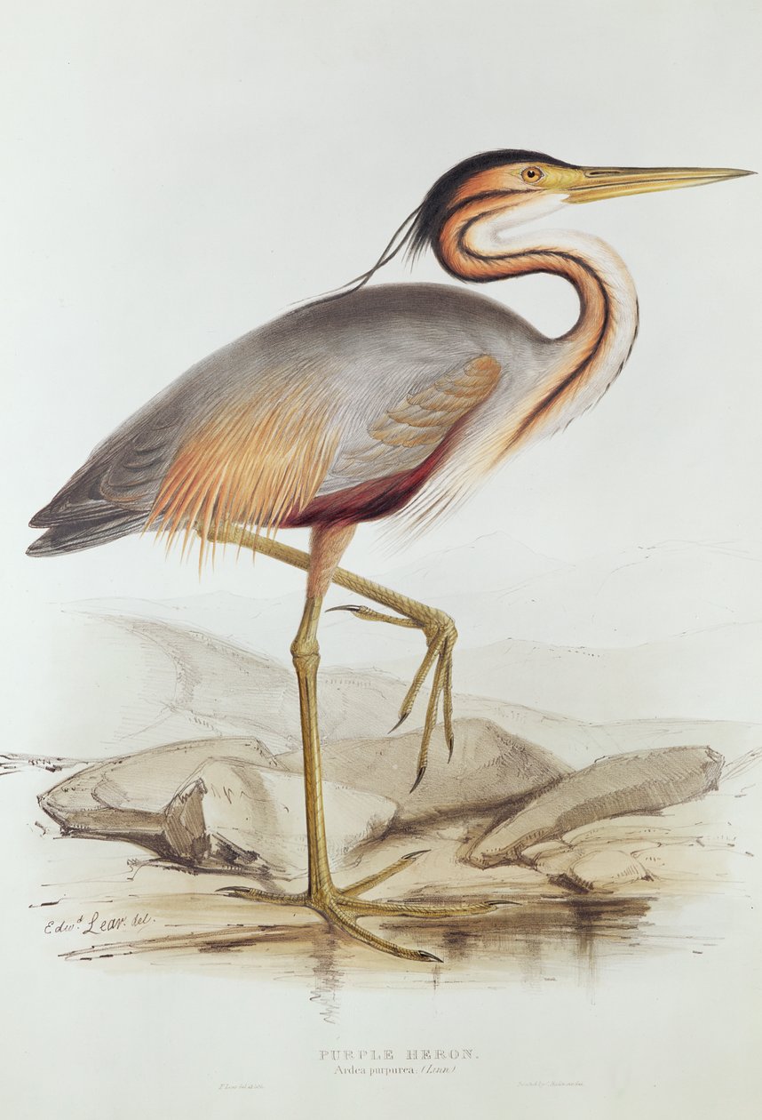 Purple Heron (värikaiverrus) tekijältä Edward Lear
