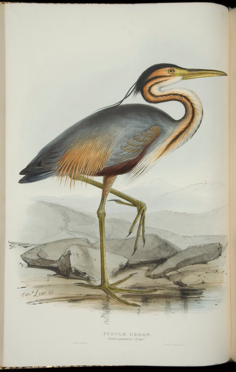 Purple Heron, John Gouldin "Euroopan linnuista". tekijältä Edward Lear