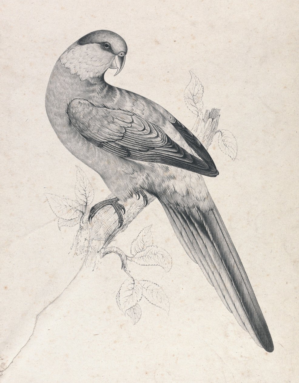 Punakruunupapukaija, uros (kuva 21) tekijältä Edward Lear