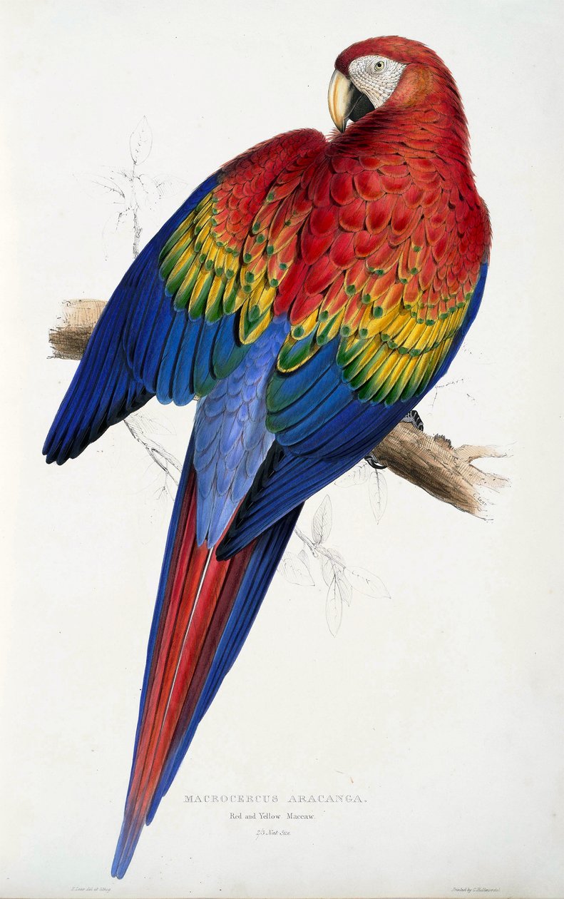Punainen ja keltainen ara (Macrocercus aracanga), Psittacida-perheen kuvituksista tai papukaijoista, pub. 1832 (värillinen kaiverrus) tekijältä Edward Lear