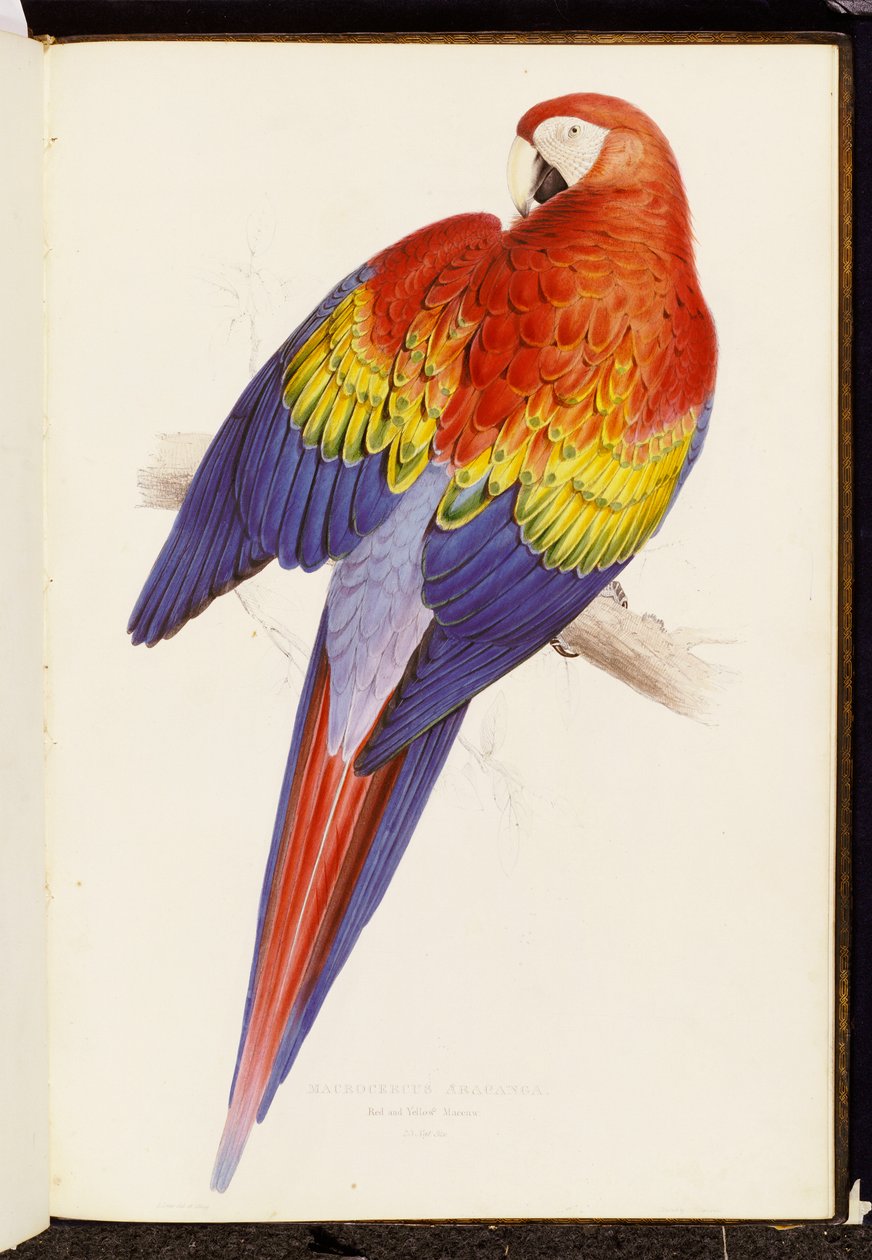 Punainen ja keltainen ara tekijältä Edward Lear