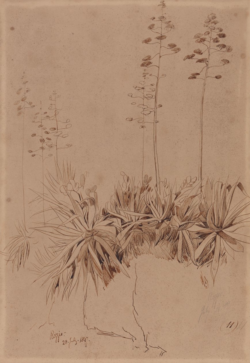 Reggio tekijältä Edward Lear