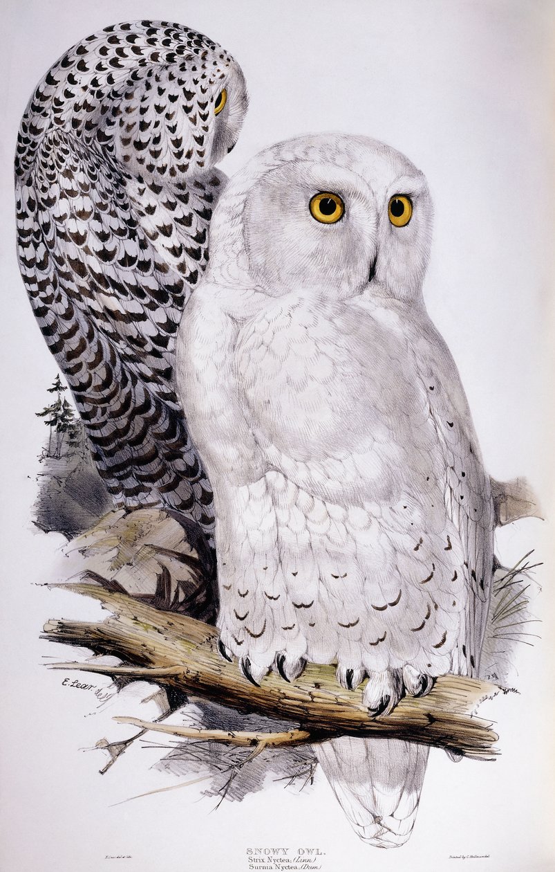 Lumipöllö, 1832-1837 tekijältä Edward Lear