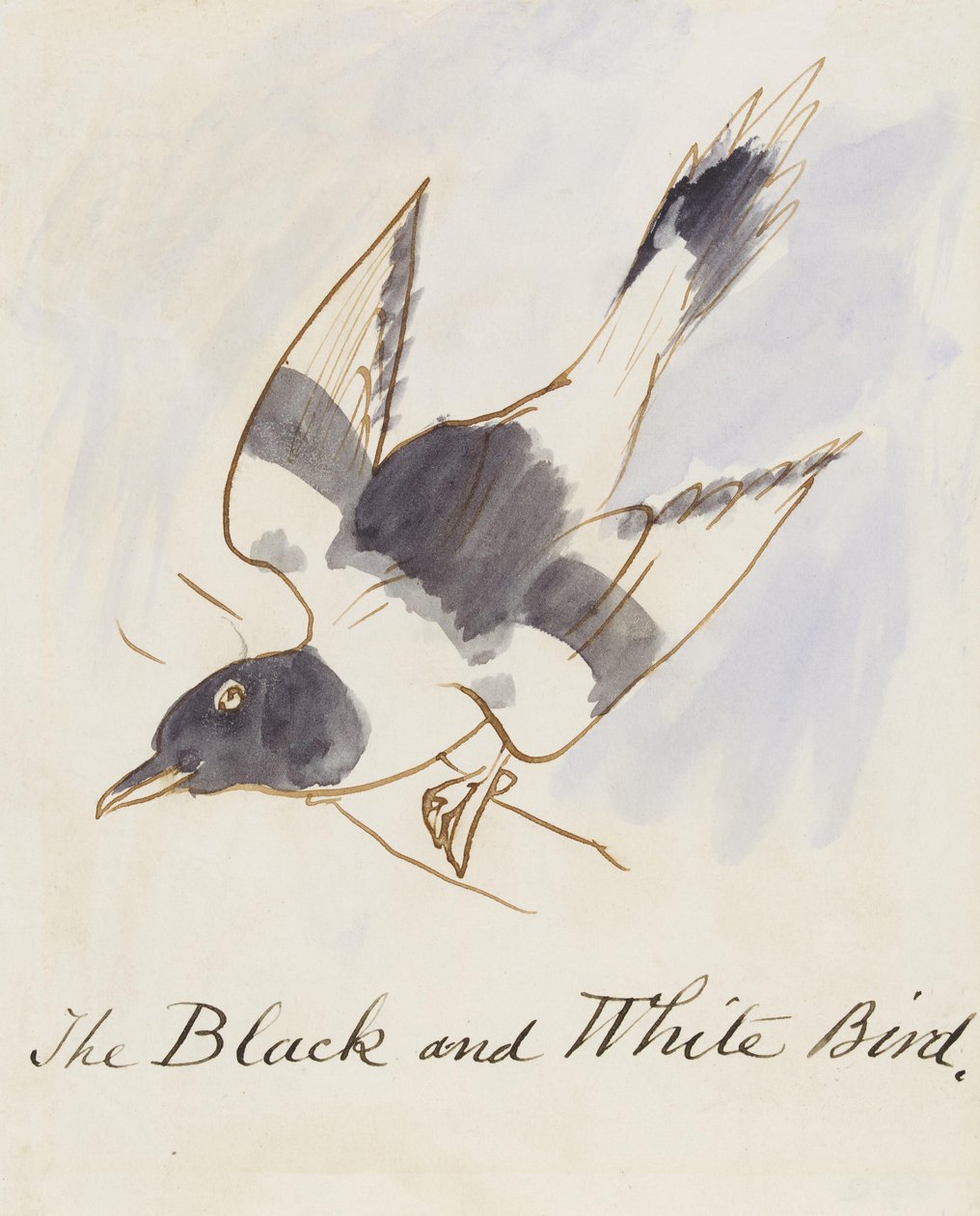 Mustavalkoinen lintu, sarjasta Sixteen Drawings of Comic Birds (kynä & muste wc paperilla) tekijältä Edward Lear