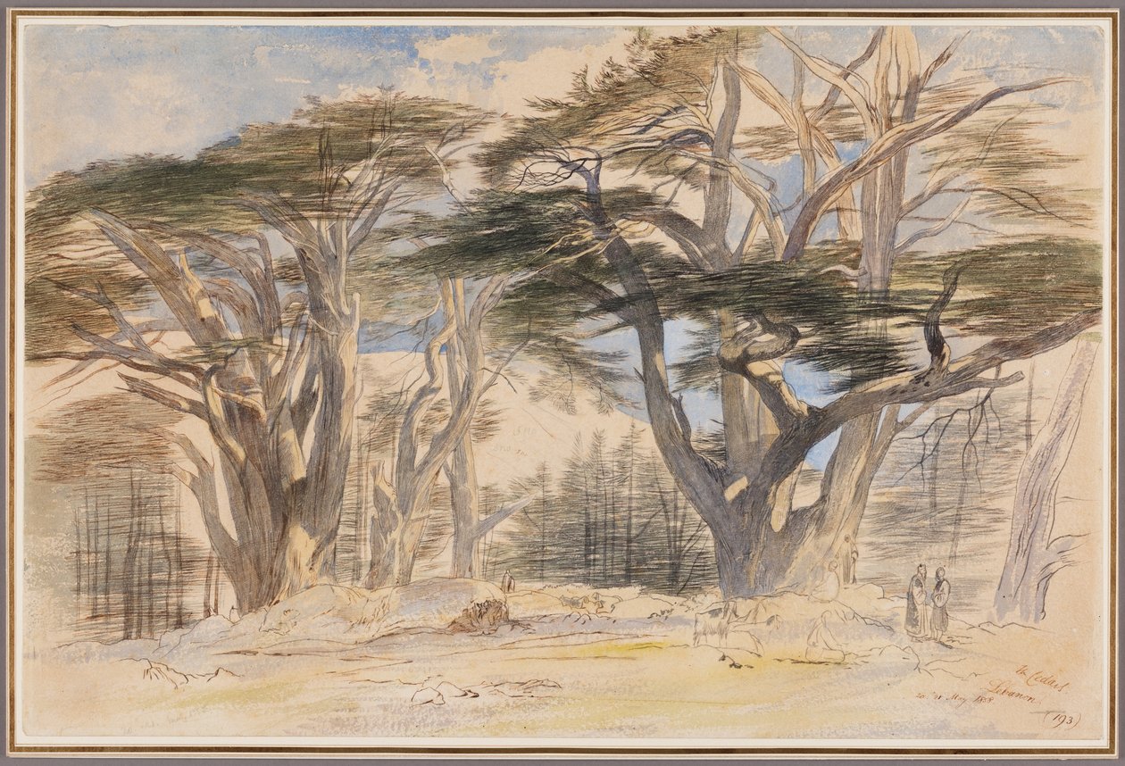 Libanonin Cedars tekijältä Edward Lear