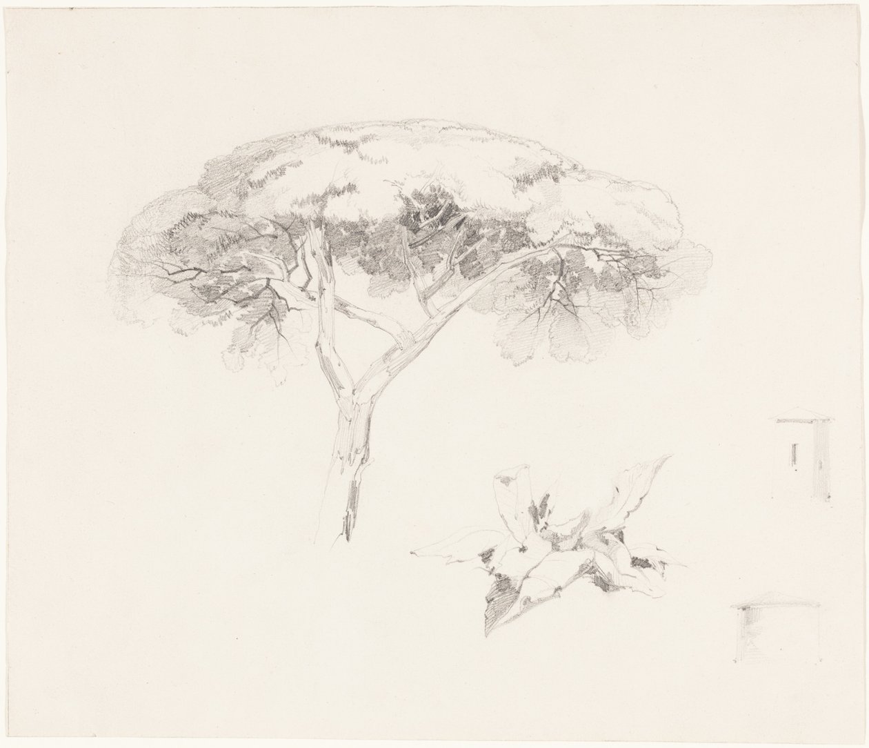Sateenvarjomänty ja muita tutkimuksia tekijältä Edward Lear