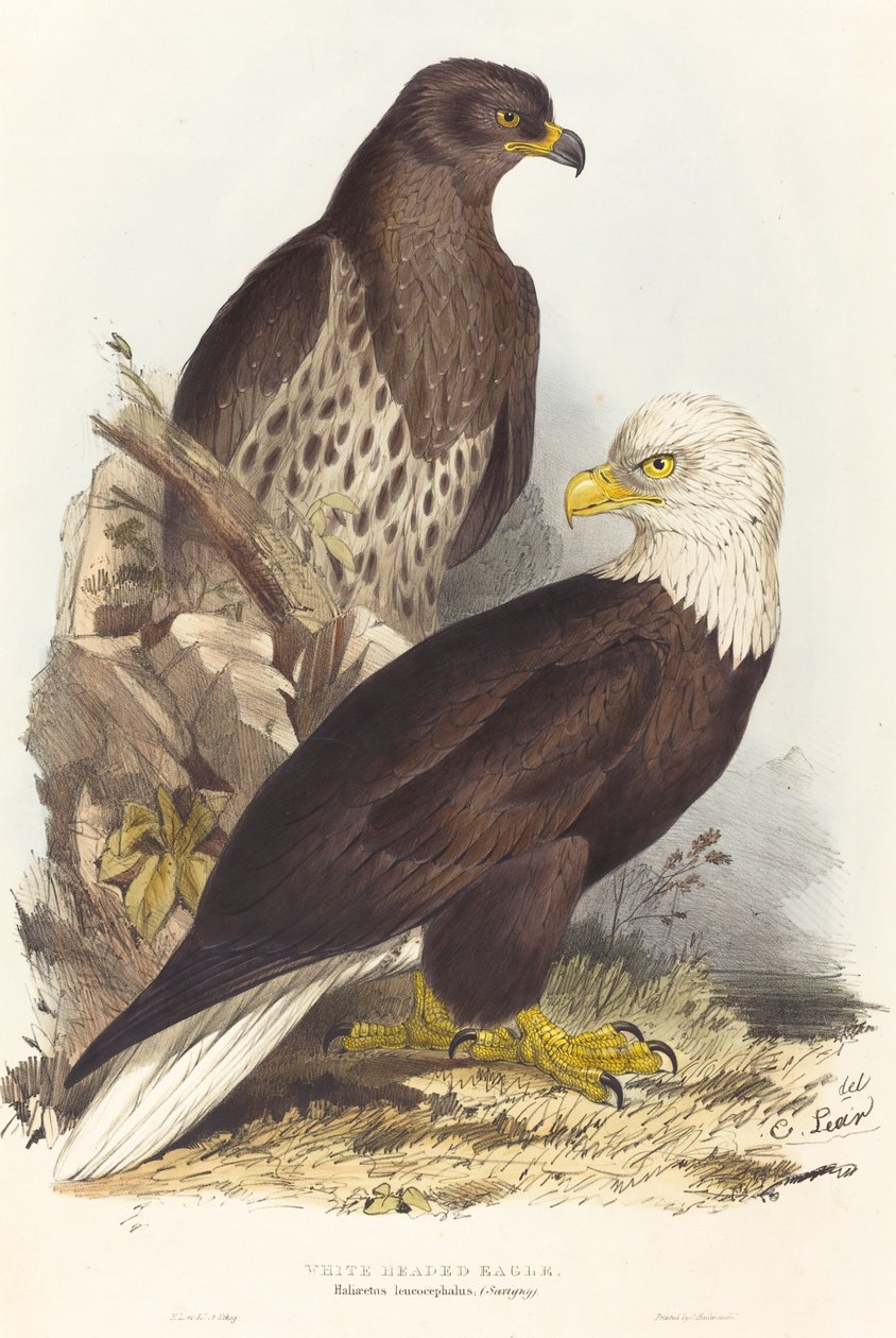 Valkopääkotka Haliaetus leucocephalus, julkaistu 1832-1837. tekijältä Edward Lear