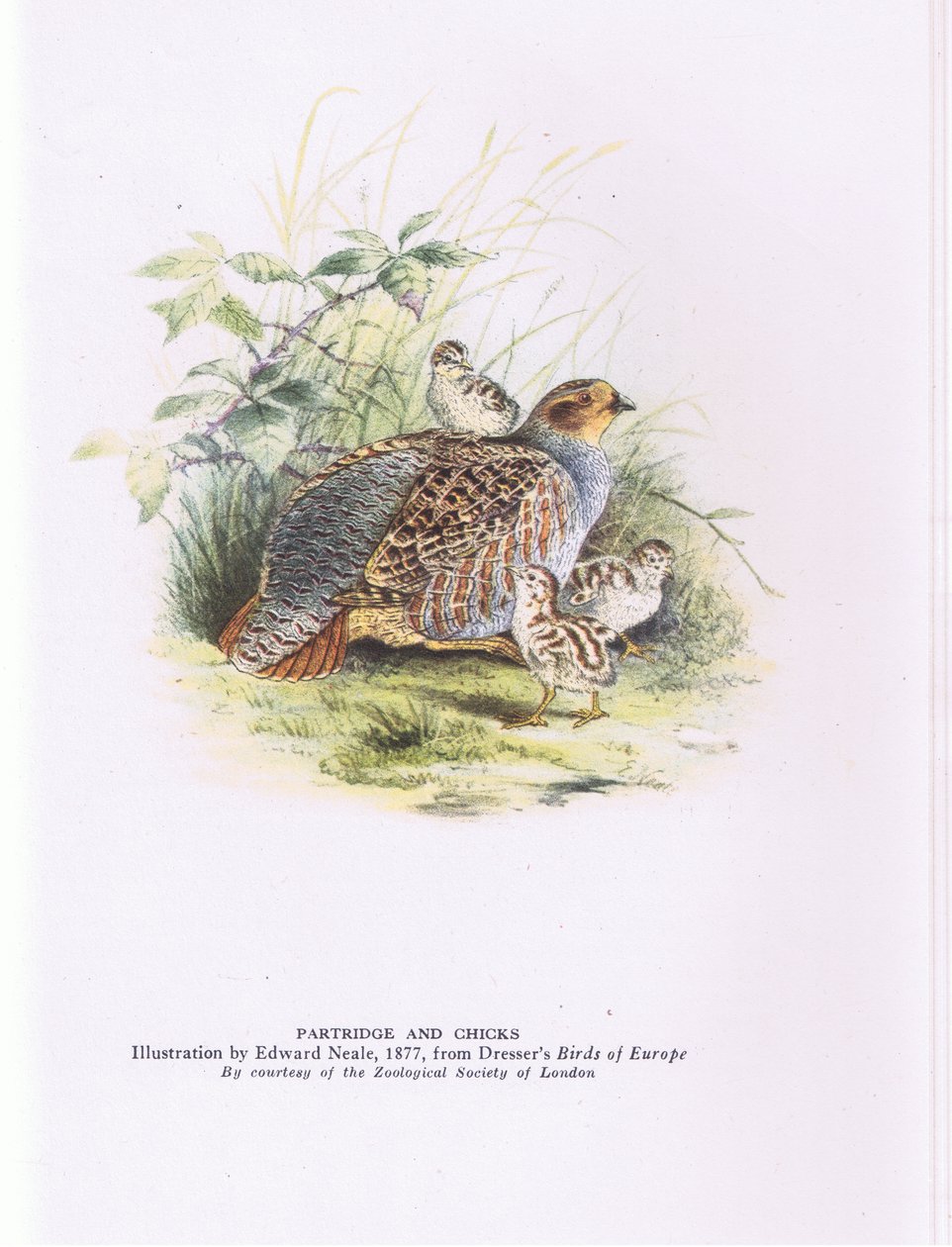 Partridge ja poikaset, Nature in Britain julkaisija Collins tekijältä Edward Neale