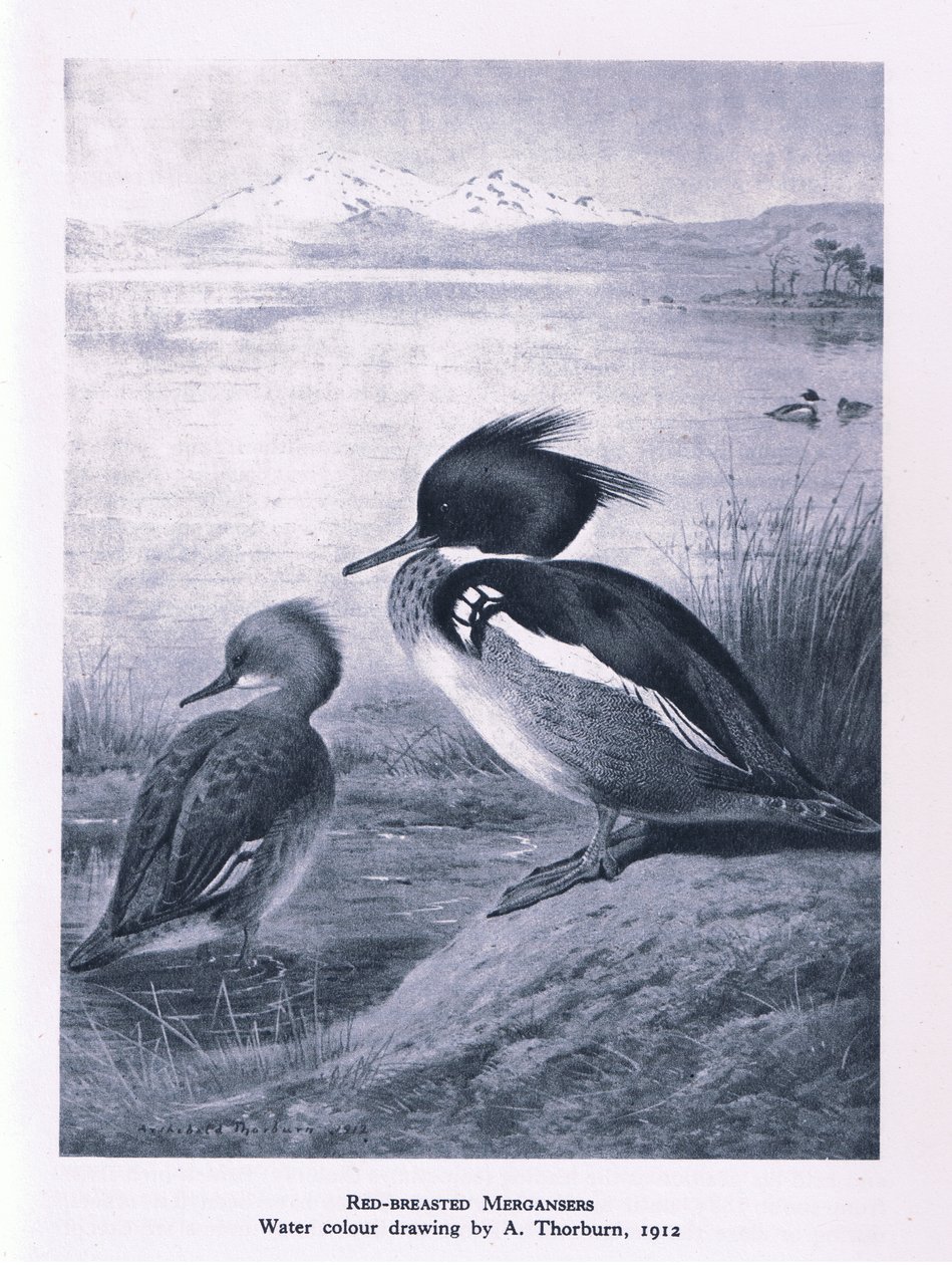 Red Breasted Merganser, Nature in Britain, julkaissut Collins, 1946. tekijältä Edward Neale
