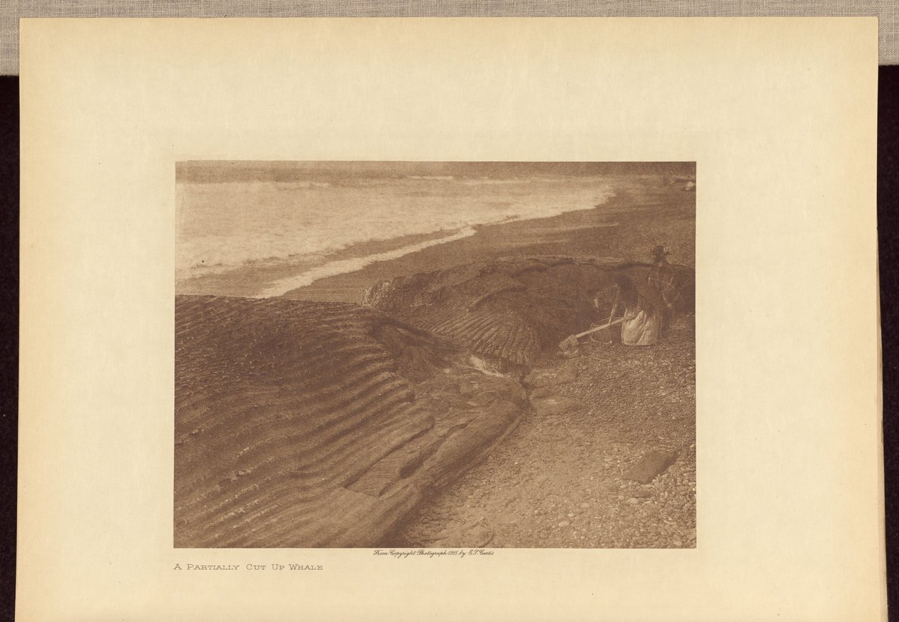 Osittain paloiteltu valas tekijältä Edward S. Curtis