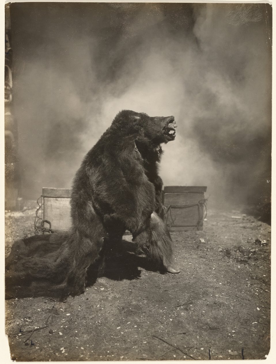 [Anna ovelan mustakarhun tanssia tanssinsa] tekijältä Edward S. Curtis