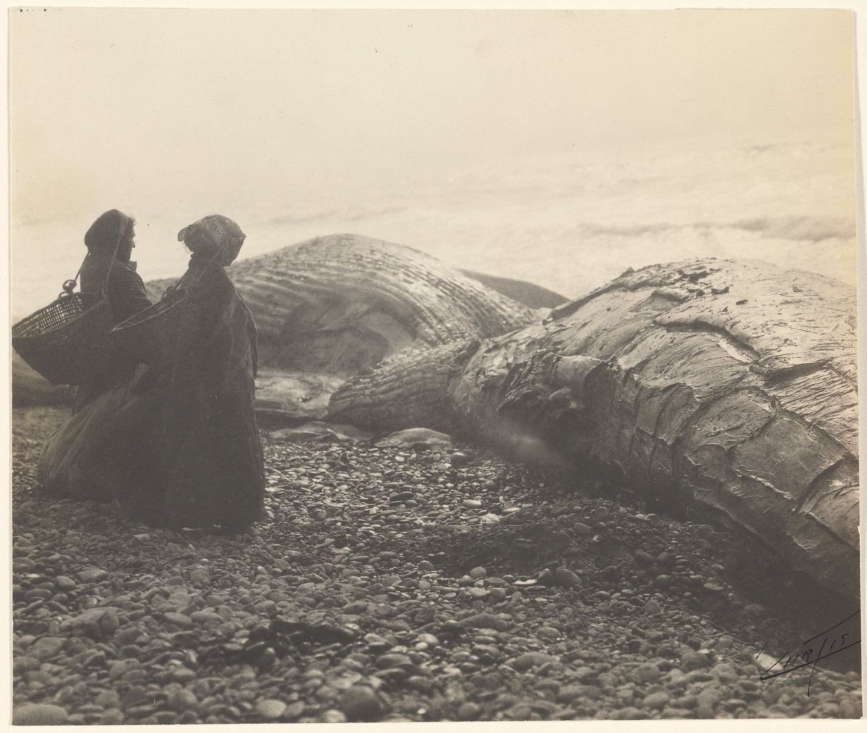 [Osittain teurastettu valas - Makah] [Vangittu valas] tekijältä Edward S. Curtis