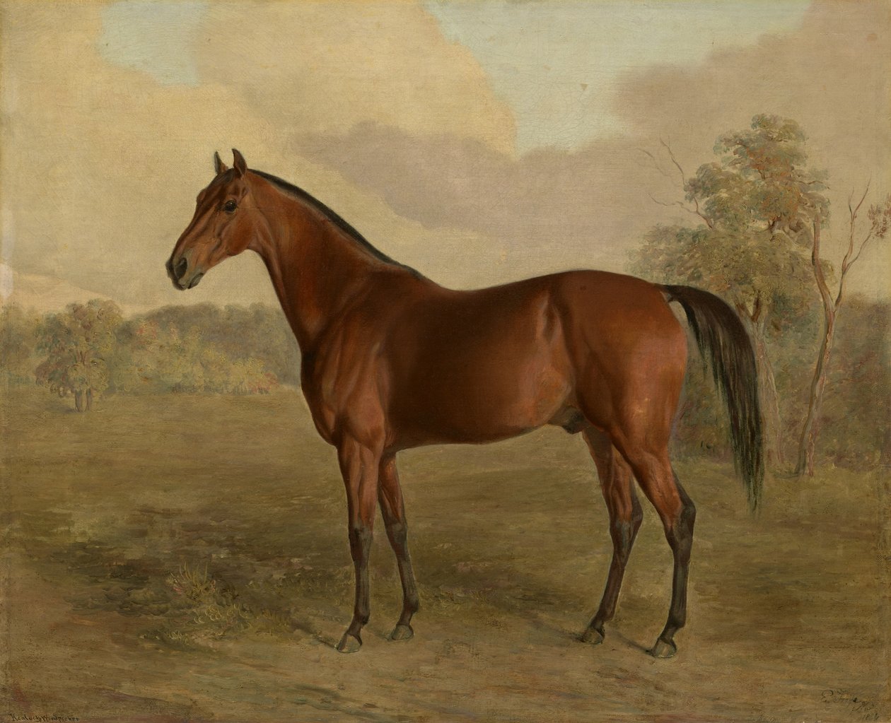 Kentucky Woodpecker, 1834 tekijältä Edward Troye