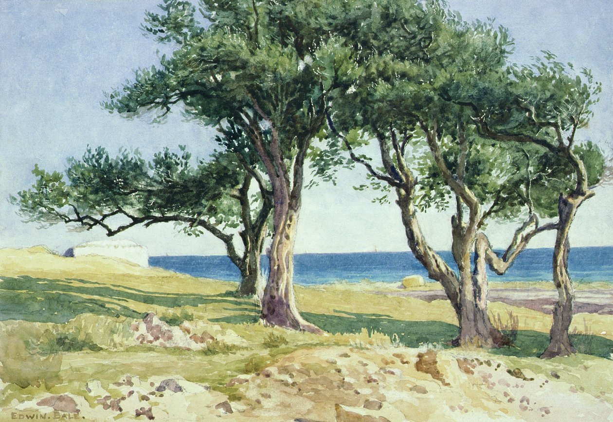 Vanhat oliivipuut, Bordighera tekijältä Edwin Bale