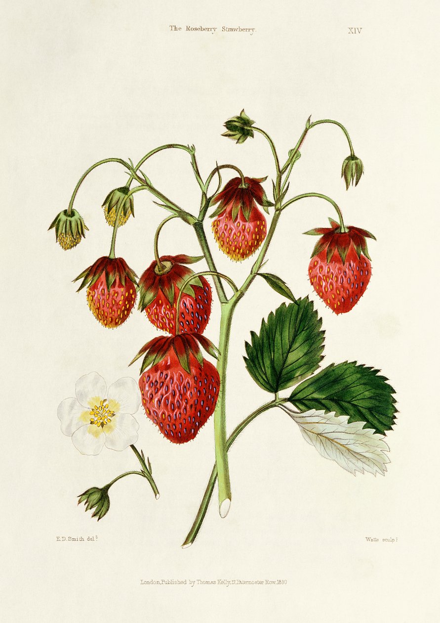 Roseberry Strawberry, kaiverrus Watte, pub. kirjoittanut Thomas Kelly, Lontoo 1830 tekijältä Edwin Dalton Smith