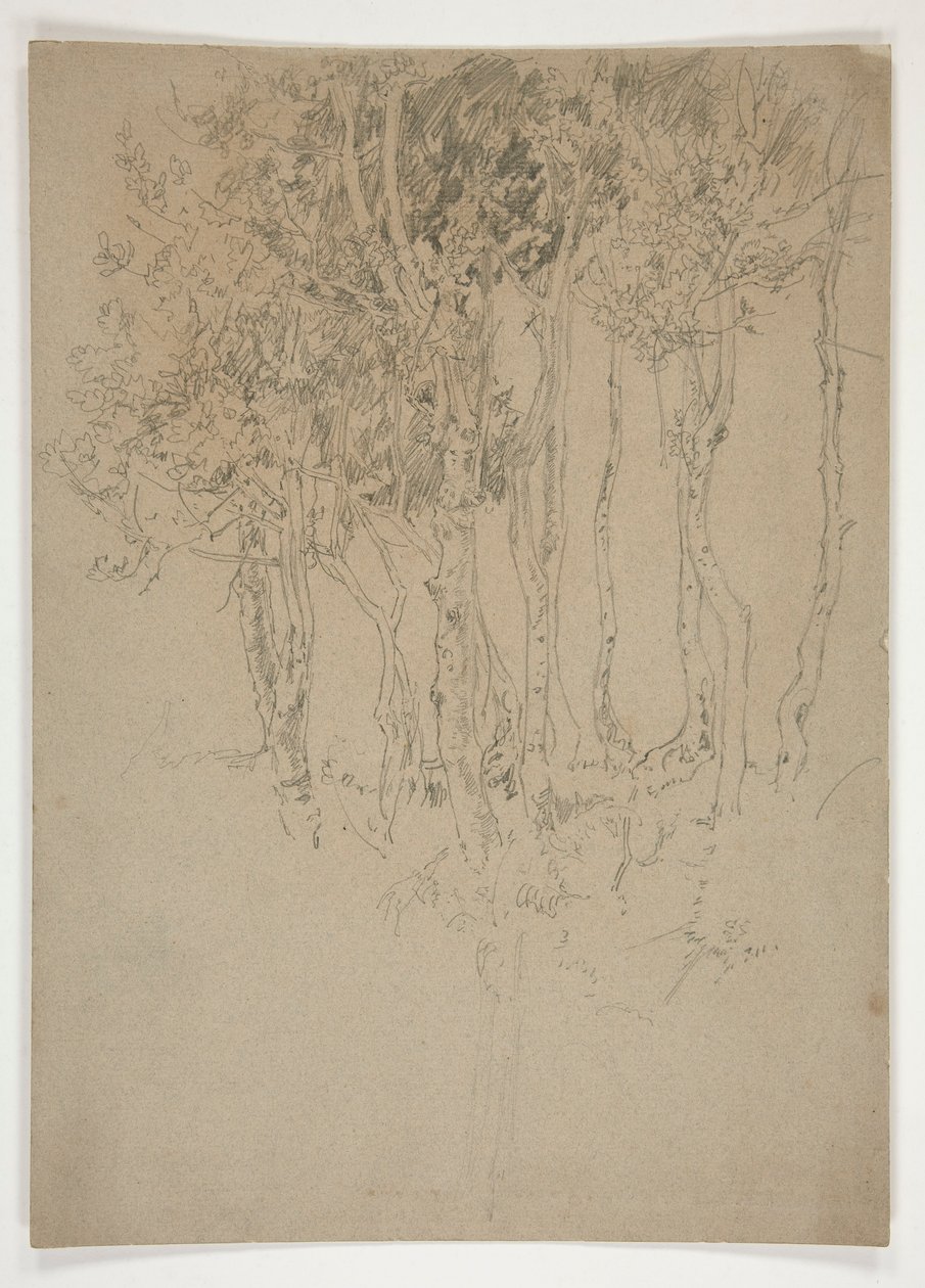 Luonnos puulehdosta tekijältä Edwin Austin Abbey