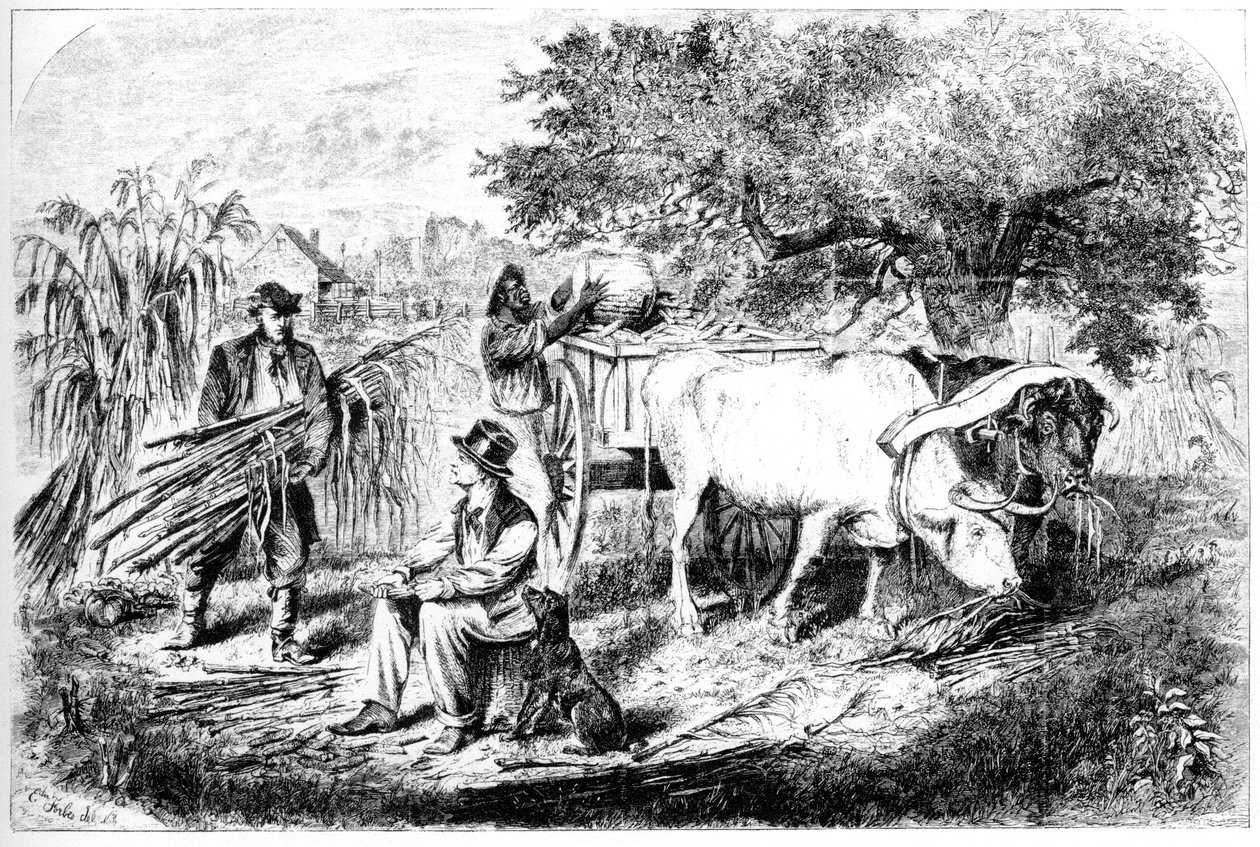 Härät vetävät maissia, 1800-luku. tekijältä Edwin Forbes