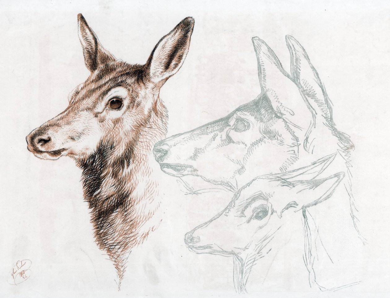 Faksimile Sir E Landseerin piirustuksesta, 1874. tekijältä Edwin Landseer