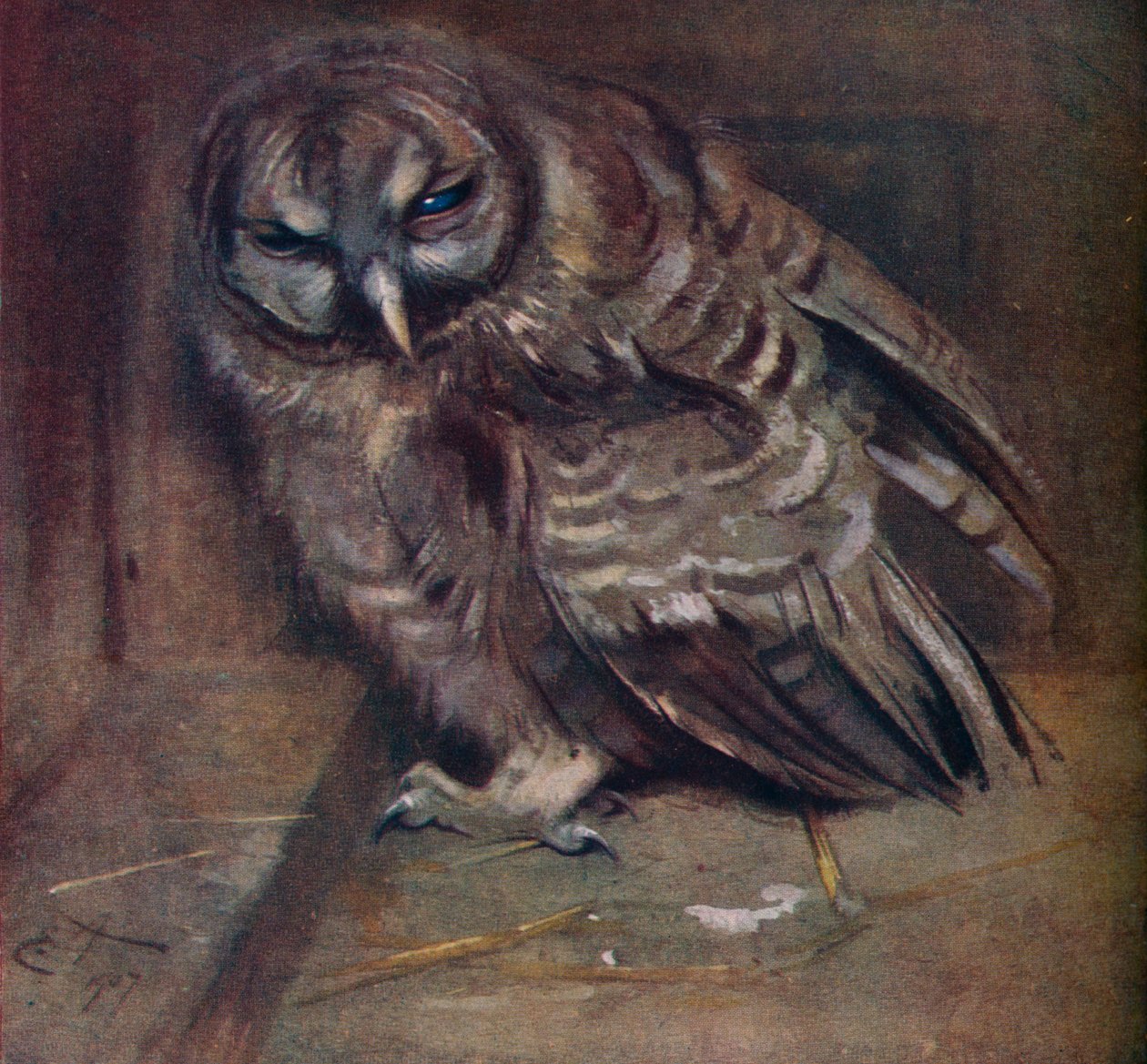 Nuori ruskea pöllö, 1907 tekijältä Edwin John Alexander