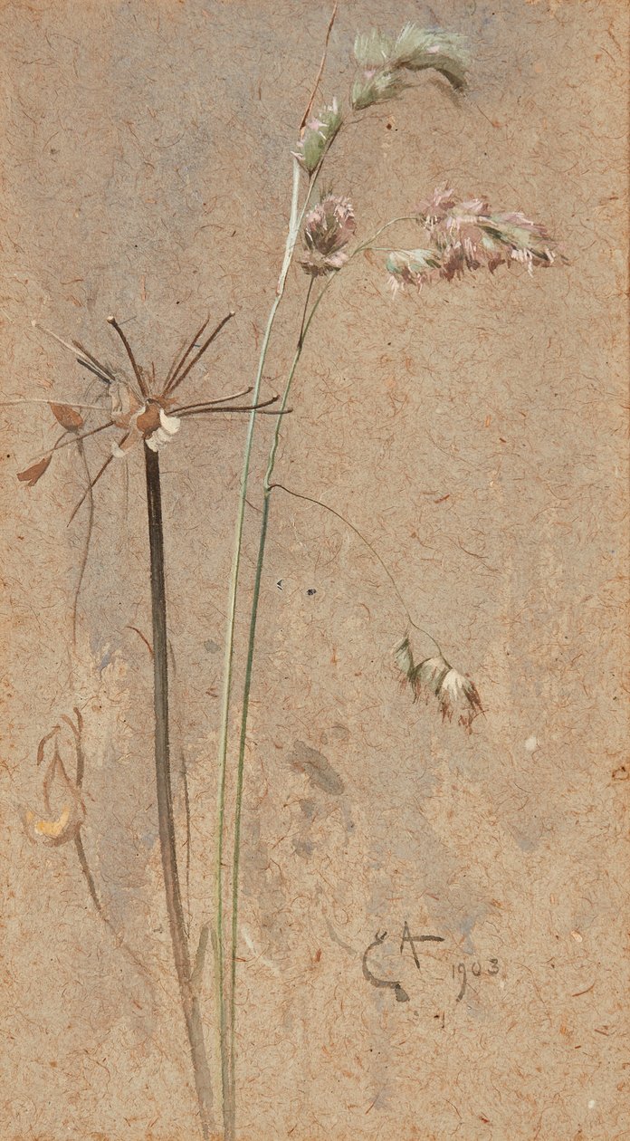 Cocksfoot Grass (vesiväri kiiltävälle paperille) tekijältä Edwin John Alexander