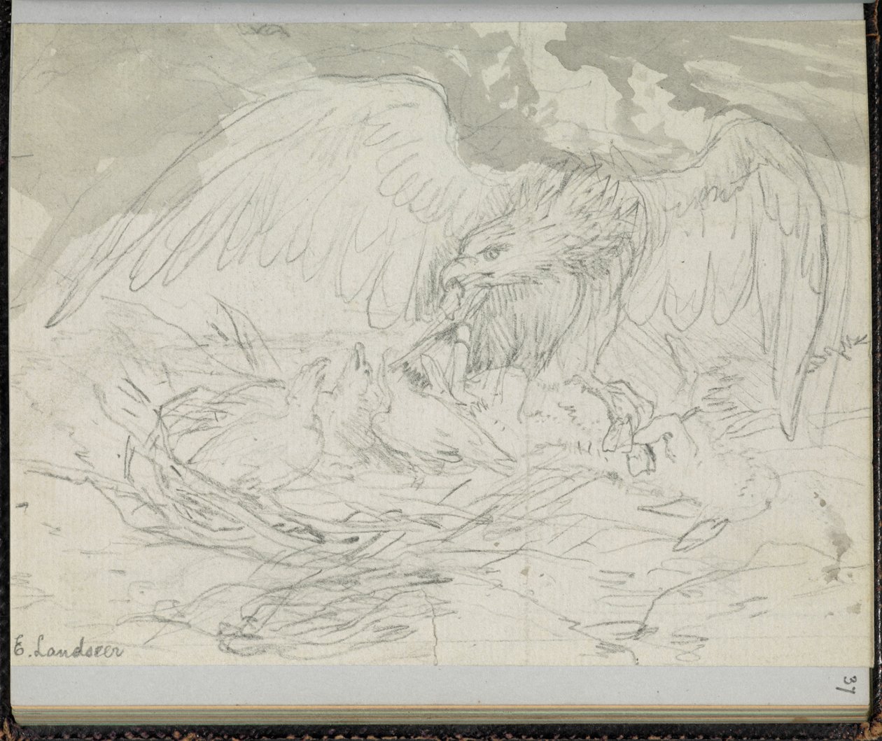 F. 37: Petolintu, joka ruokkii poikasia, "Luonnoskirjasta, jossa on kohtauksia Charles Dickensin tarinoista" (kynä paperille) tekijältä Edwin Landseer