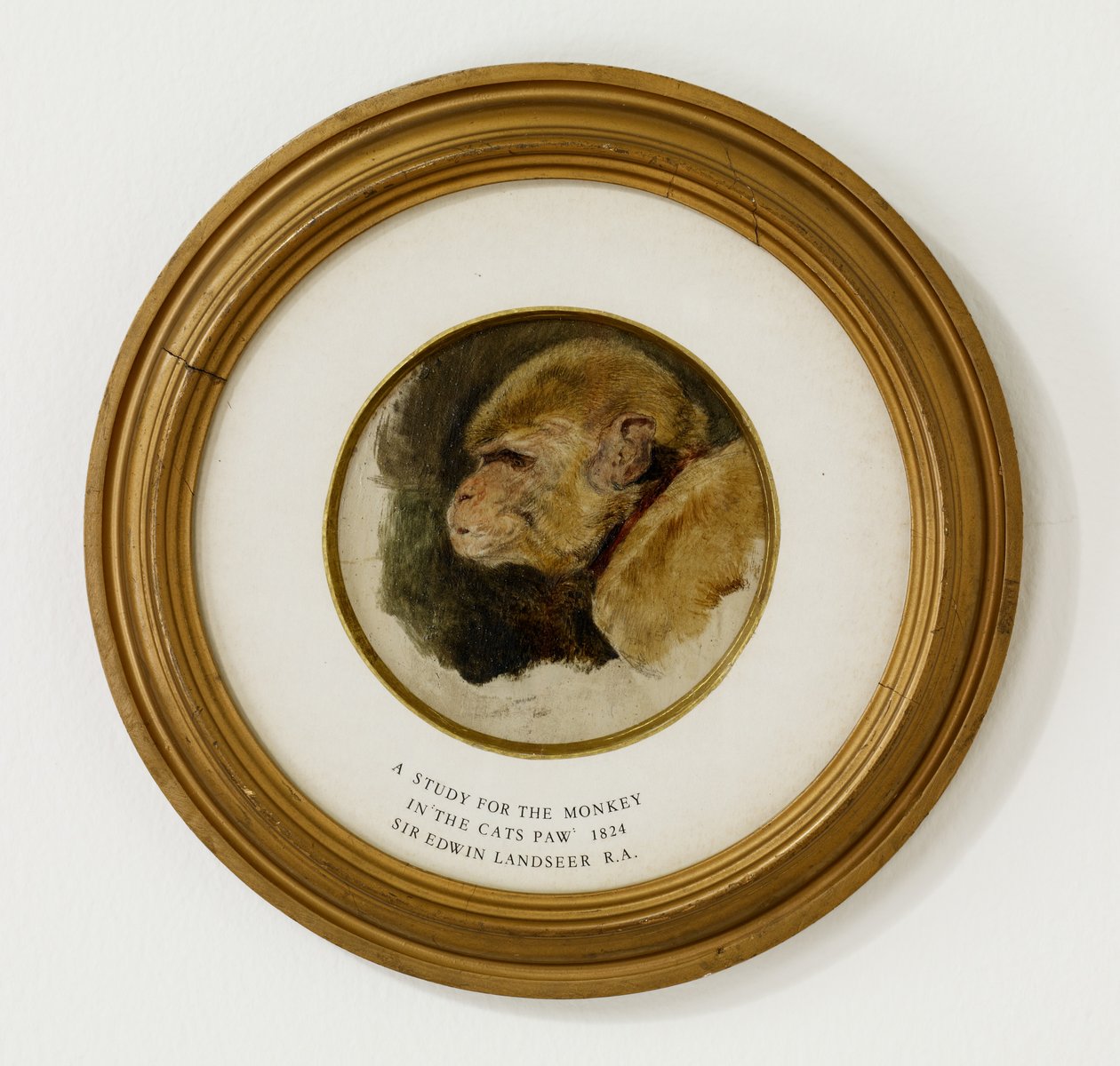 Tutkimus apinasta "Kissan tassussa", 1824 (öljyä ja grafiittia tammipaneelissa) (katso myös 488012) tekijältä Edwin Landseer
