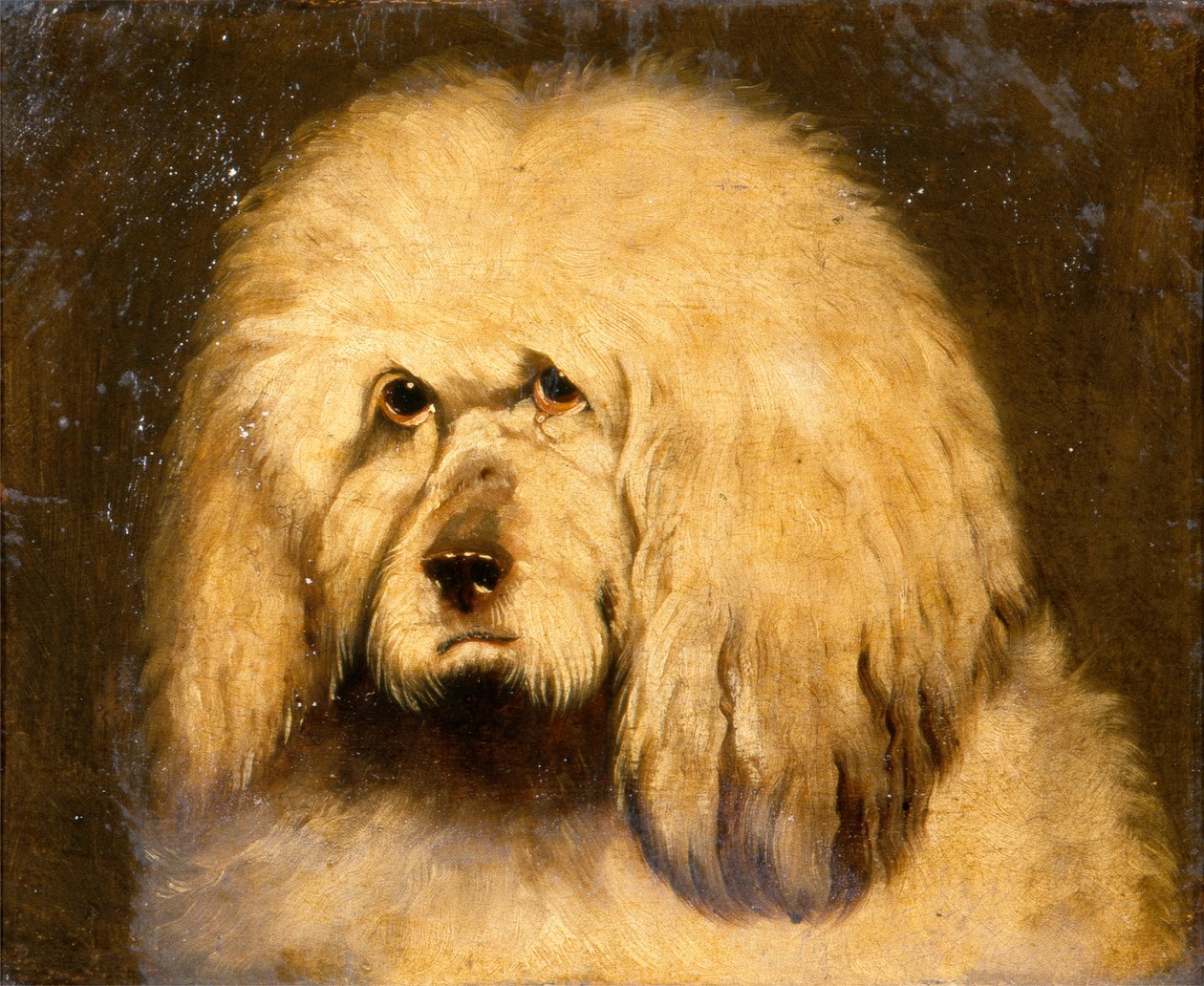 Koiran pään tutkimus (öljy kankaalle) tekijältä Edwin Landseer