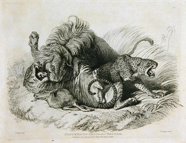 Kilpaileva ryhmä luonnon mukaan, levy 6 teoksesta Twenty Engravings of Lions, Tigers, Panthers & Leopards... kaiverrus Thomas Landseer (1795-1880) 1823 tekijältä Edwin after Landseer