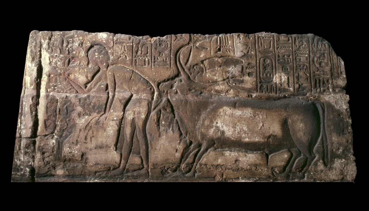 Hiekkakivilohko, jossa Satepatenkhay esittelee uhrihärkää, 1333-23 eKr. hiekkakivi tekijältä Egyptian 18th Dynasty