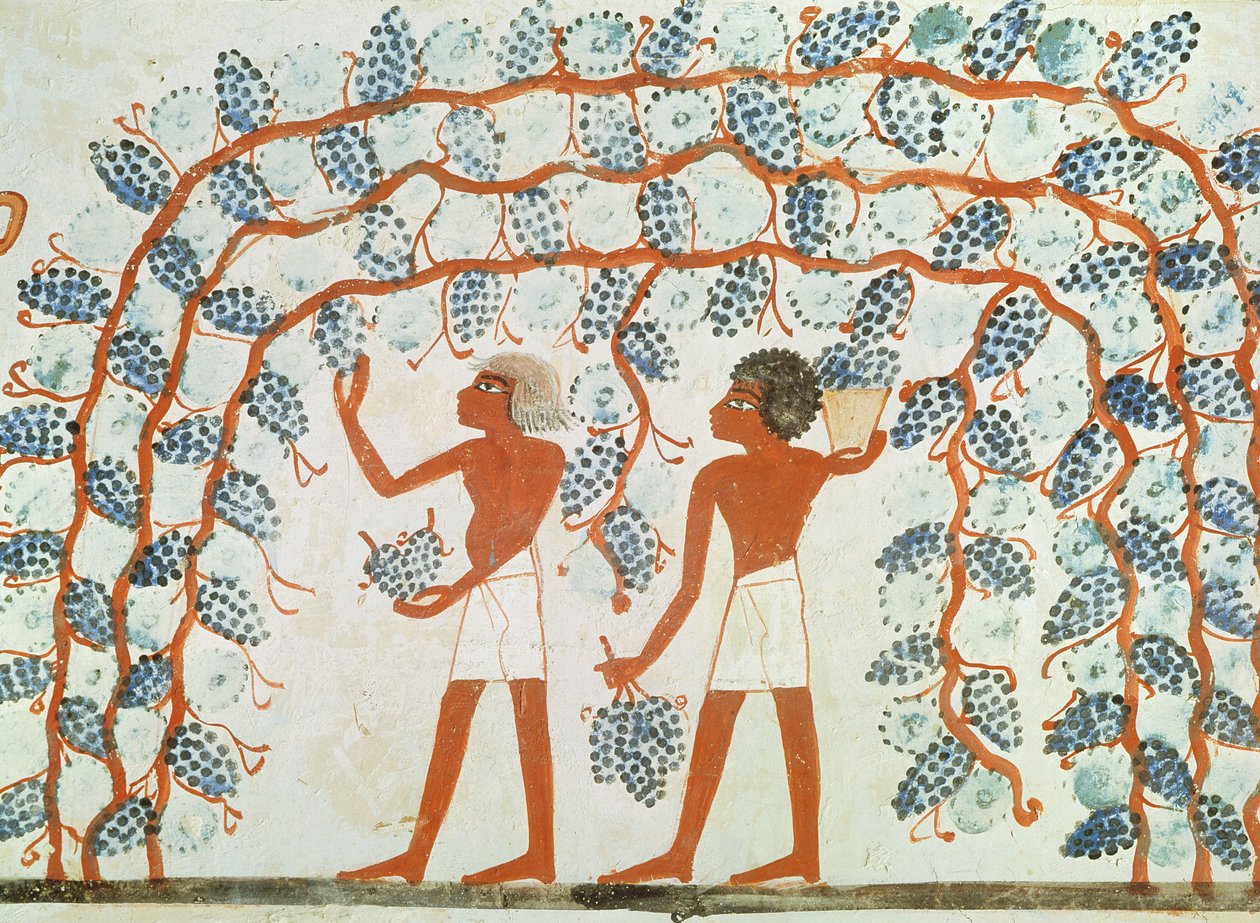 Rypäleiden poimiminen Nakhtin haudasta, Uudesta kuningaskunnasta (seinämaalaus) tekijältä Egyptian 18th Dynasty