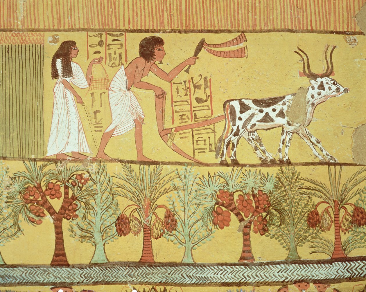 Sennedjem ja hänen vaimonsa pelloilla kylvössä ja muokkauksessa, Sennedjemin haudasta, The Workers Village, New Kingdom (seinämaalaus) tekijältä Egyptian 19th Dynasty