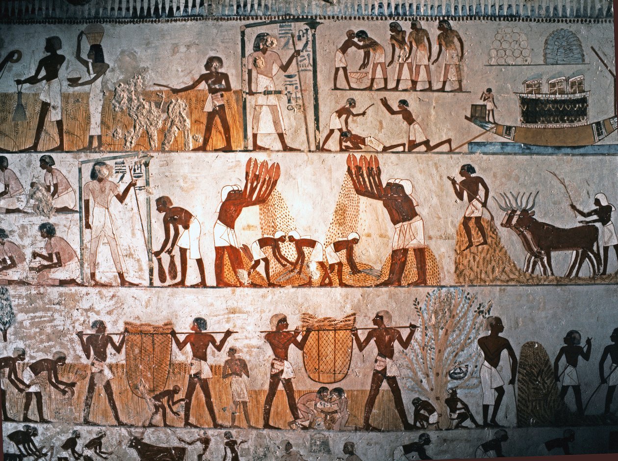 EGYPTIN TAIDE: Sadonkorjuun kohtaus. Seinämaalaus Mennan haudassa Elwe..., n. 1400 eKr. (kalkkikivi). tekijältä Egyptian 18th Dynasty