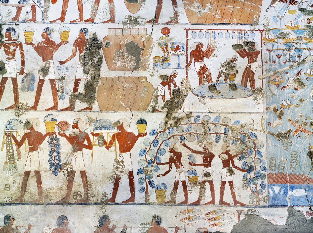Egypti, Thebes, Luxor, Sheikh 