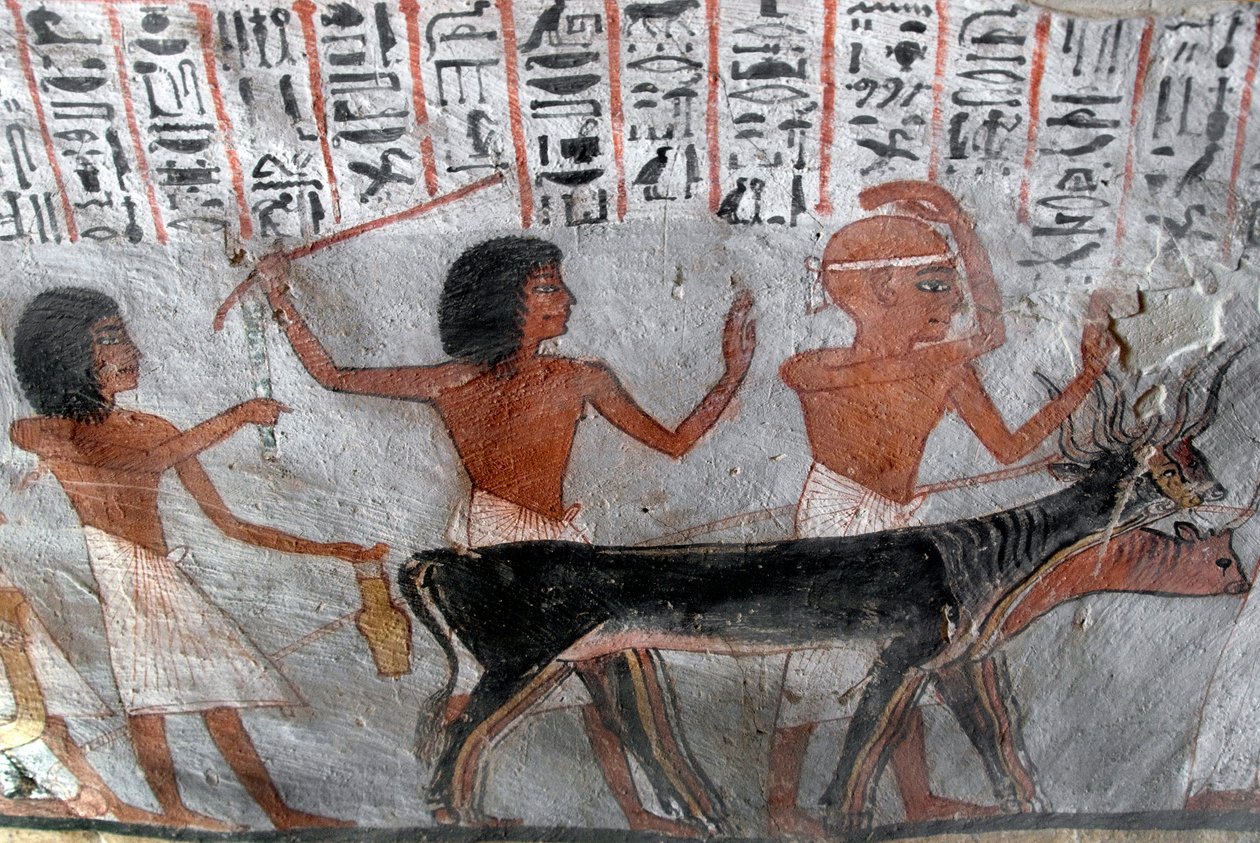 Egyptiläinen antiikki: hahmot johtavat betail-päitä. Royn haudan maalaus (TT255). 18. dynastia. Luxorin Länsirannalta Egyptistä tekijältä Egyptian 18th Dynasty