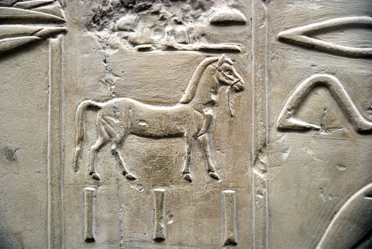 Egyptiläinen antiikki: hevosen esitys. Matala kohokuvio Visir Ramoseen haudasta (18. dynastia). Luxor, Thebes, Egyptin aatelisten laakso tekijältä Egyptian 18th Dynasty