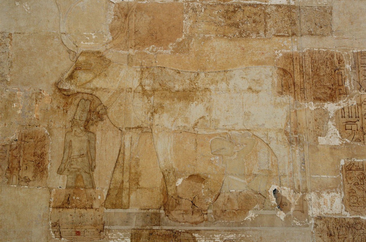 Kuningatar Hatšepsutin hautajaistemppeli: Hathorin kappeli, Hatshepsut ruokkii jumalattarta naudanmuodossaan kruunuineen (valokuva). tekijältä Egyptian 18th Dynasty