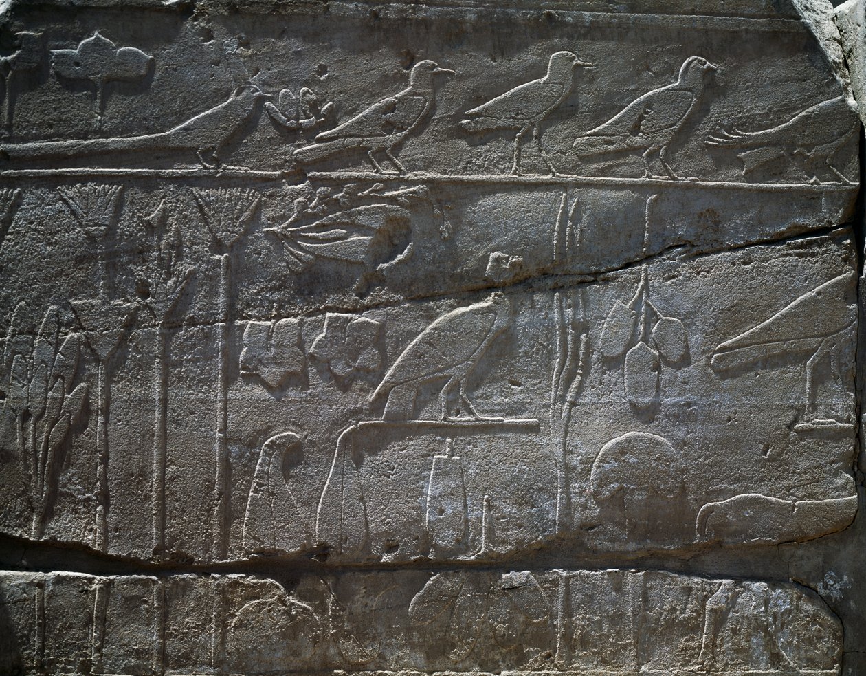 Kasvit ja eläimet, jotka tuotiin takaisin Thutmose III:n Syyrian-retkeltä vuonna 1465 eaa., yksityiskohta reliefistä, niin kutsuttu kasvitieteellinen puutarha, Amunin temppeli, Karnakin temppelikompleksi, egyptiläinen sivilisaatio, uusi kuningaskunta, dyna tekijältä Egyptian 18th Dynasty