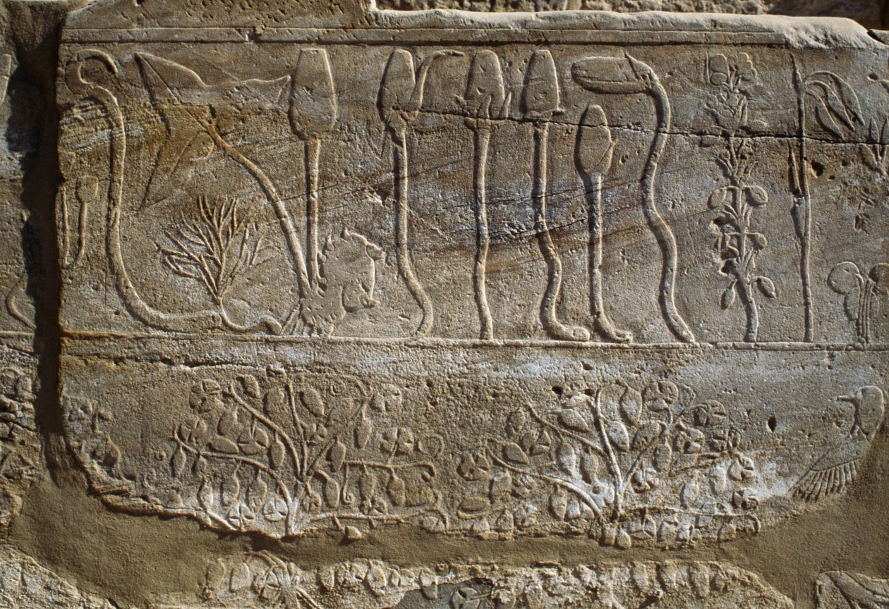 Eläinten ja kasvien reliefi, jonka Thutmosai III tarjosi Amunille palattuaan Syyrian sotaretkeltä vuonna 1465 eKr., Kasvitieteellisen puutarhan huone, Karnak, Thebanin nekropolis, Luxor, Egypti, Uusi valtakunta, XVIII dynastia. tekijältä Egyptian 18th Dynasty