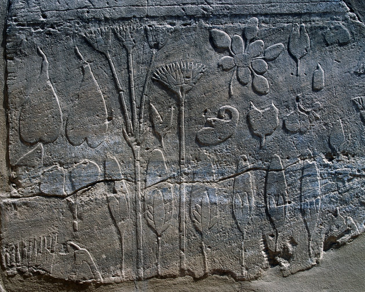 Thutmose III:n vuonna 1465 eKr. Syyriasta tuomien kasvien ja eläinten esityksiä, yksityiskohta reliefistä, kasvitieteellisenä puutarhana tunnettu huone, Karnakin temppelirakennus (Unescon maailmanperintöluettelo). tekijältä Egyptian 18th Dynasty