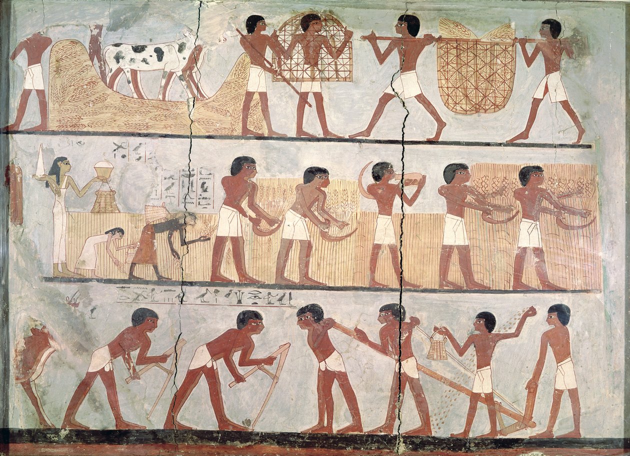 Kylvö- ja sadonkorjuukohtaukset Unsoun haudasta, Itä-Thebes, Uusi kuningaskunta (n. 1555-1080 eKr.) (pigmentti savella) tekijältä Egyptian 18th Dynasty