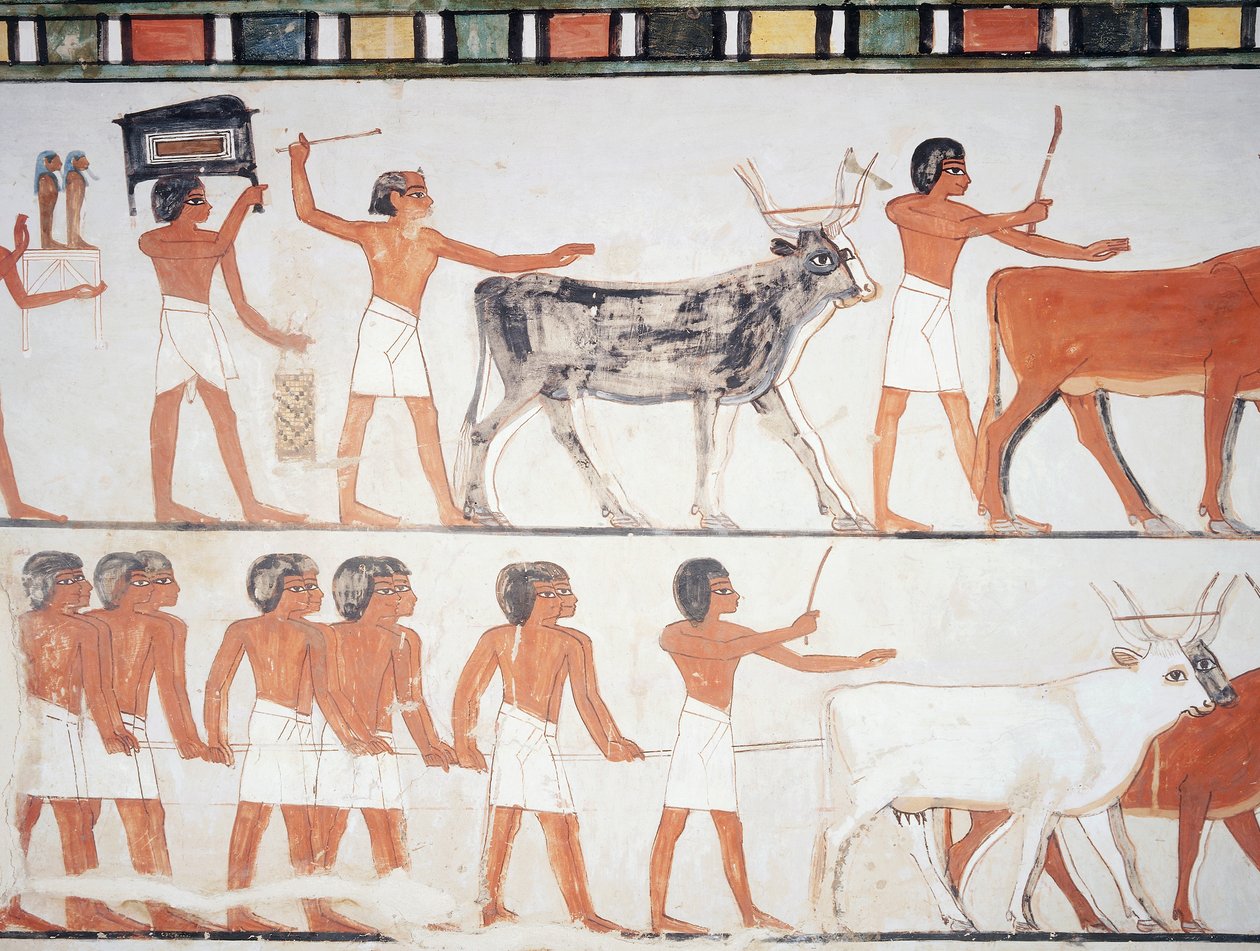 Paimenet ja karja, fresko, eteläseinä, pitkittäiskammio, Theban Tomb TT69, Sheikh Abd el-Qurna, Thebes (Unescon maailmanperintöluettelo) tekijältä Egyptian 18th Dynasty