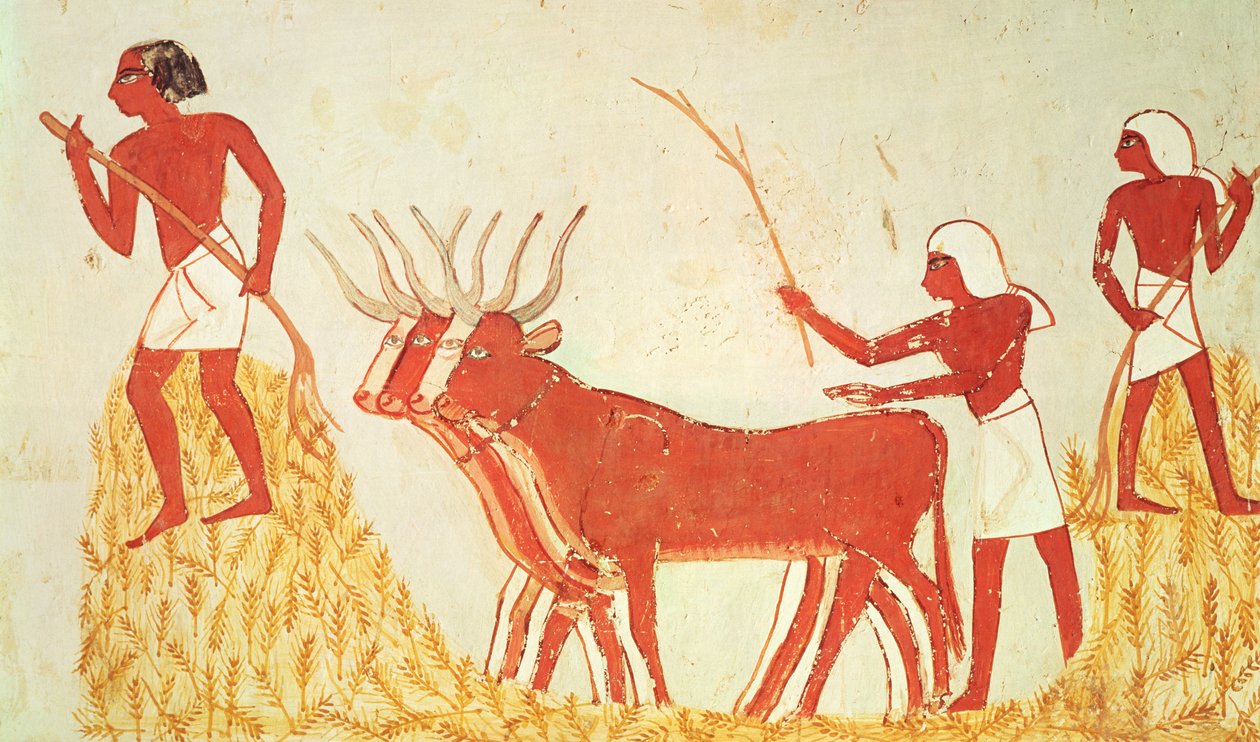 Lehmien käyttö vehnän tallaamiseen, Mennan haudasta, Uudesta kuningaskunnasta (seinämaalaus) (katso myös 251665) tekijältä Egyptian 18th Dynasty
