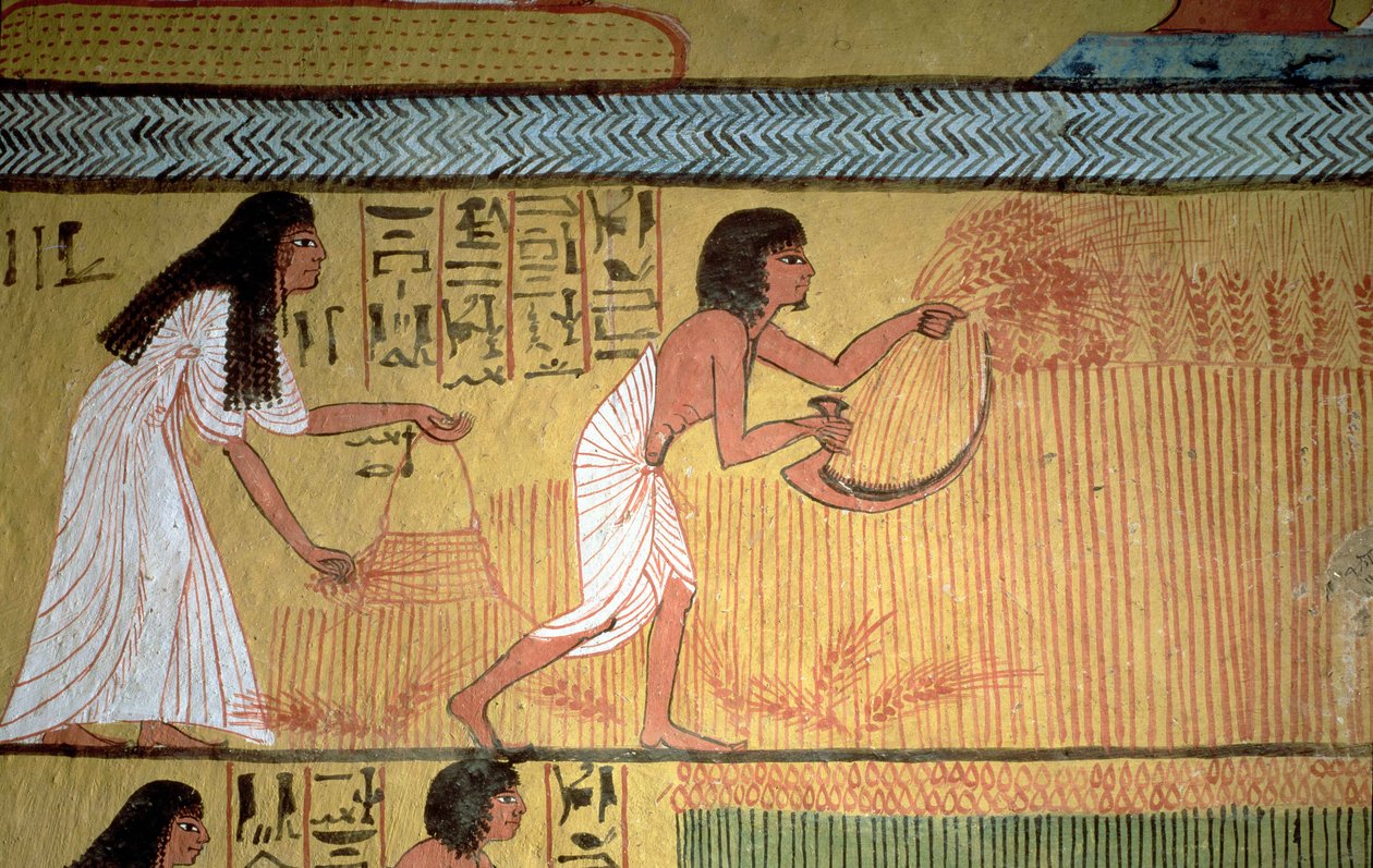 Yksityiskohta sadonkorjuukohtauksesta itäseinällä, Sennedjemin haudasta, The Workers" Village, Uusi kuningaskunta tekijältä Egyptian 19th Dynasty